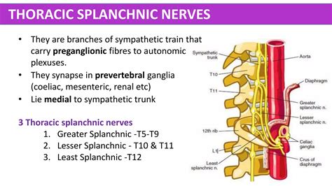 Thorax Anatomy | PPTX