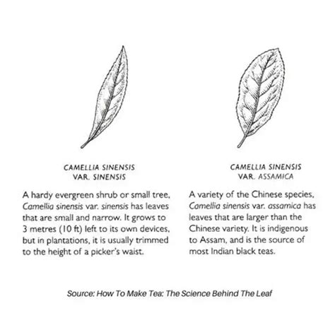 The Beloved Chai Of Indians And How This Tribe Was Sipping A Cuppa Much ...