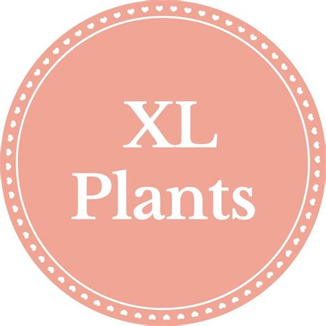 Crotons - Vibrant Indoor Plants for Brightening Up Your Space – Inntinn.in