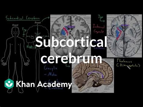 Subcortical cerebrum Video Lecture - Psychology and Sociology for MCAT