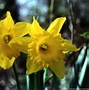 Image result for Easter Flowers
