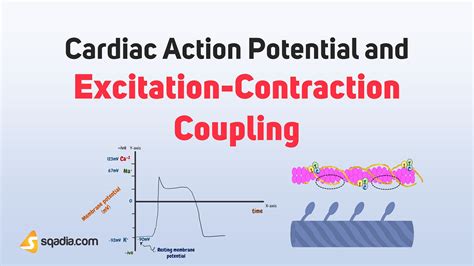 Cardiac Action Potential Ppt
