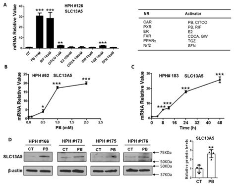 Phenobarbital Induces SLC13A5 Expression through Activation of PXR but ...