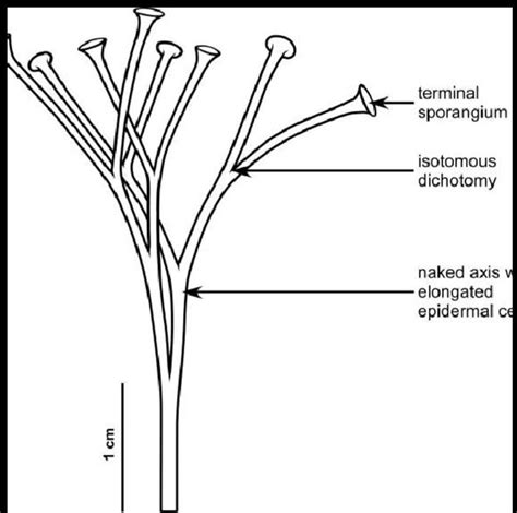 describe the structure of cooksonia and Rhynia with the help of ...