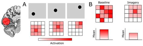Uncovering the Role of the Early Visual Cortex in Visual Mental Imagery