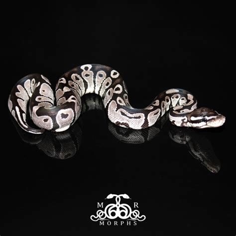 Image result for Axanthic Ball Python Morphs