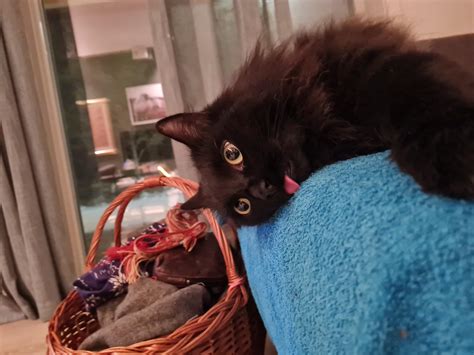 Head empty, no thoughts blep : r/Blep