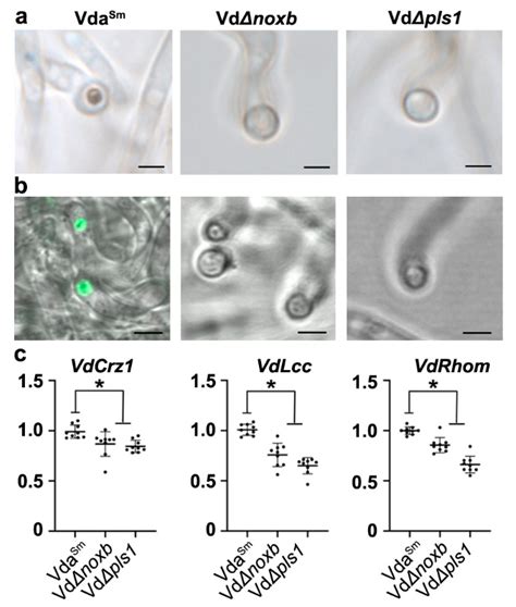Hyphopodium-Specific Signaling Is Required for Plant Infection by ...