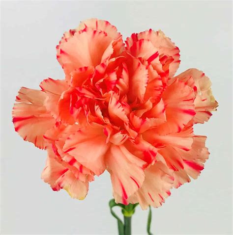 Carnation Flower Orange at Pat Gray blog