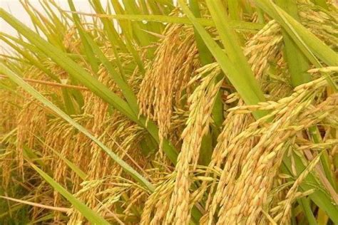 袁隆平杂交水稻亩产量是多少？比50年代提升3倍 - 致富热