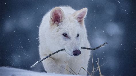 All You Need to Know About Dire Wolves