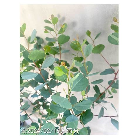 Eucalyptus decipiens | Seeding