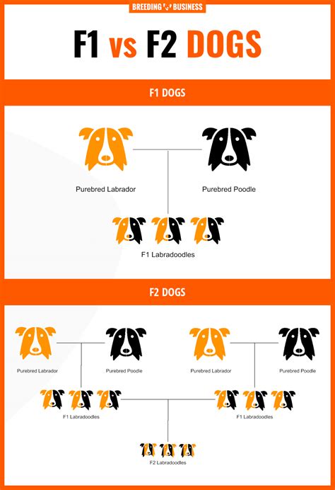 How To Breed Pomskies – Generations, History, Health & Best Practices