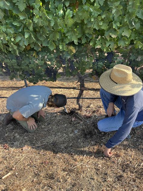 Weta Program 的图像结果