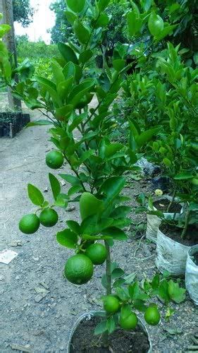 Mphmi Kagzi Nimboo, Kagzi Lemon - Plant Citrus Limonum, Limbu -Plant ...