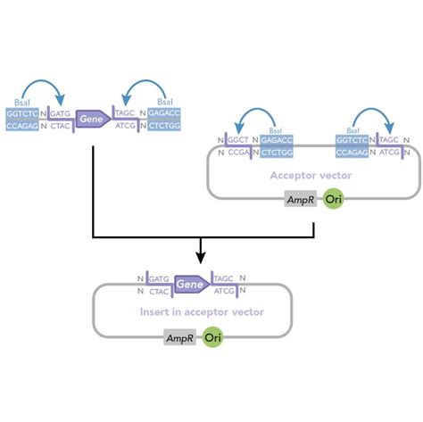 Golden Gate Assembly (Esp31 or Bsa1 v2 HF)