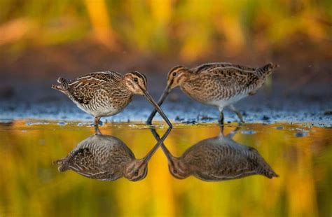 IMAGE OF CAPTIVE MACAQUE WINS TOP WILDLIFE CONTEST | Photography week ...