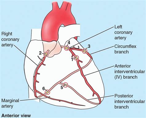 Posterior Interventricular Artery Middle cardiac posterior | Nursing ...