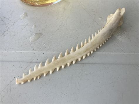 This sting ray stinger has barbs so it rips on the way in and on the ...