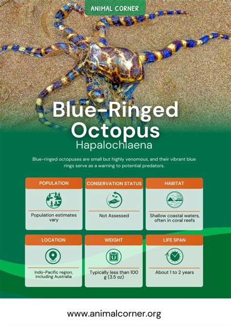 Image result for Animal Fact Files Blue-Ringed Octopus