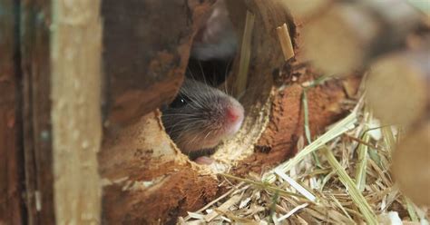 Health Checklist for Mice - FOUR PAWS International - Animal Welfare ...