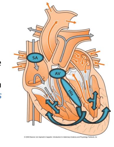 Image result for Cardiac Conduction System Flowchart