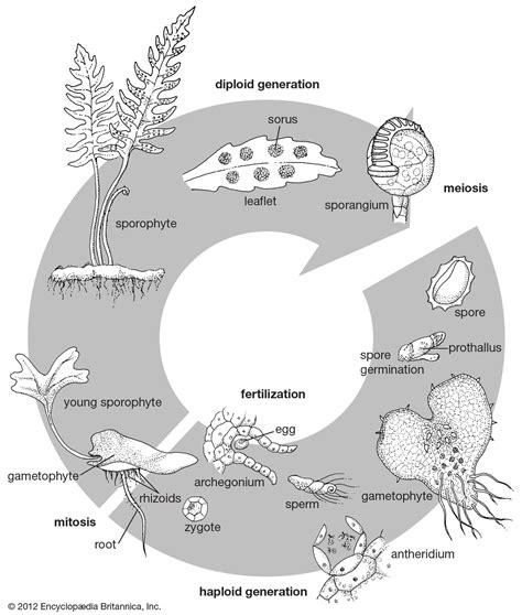 Image result for Fern Reproduction Cycle