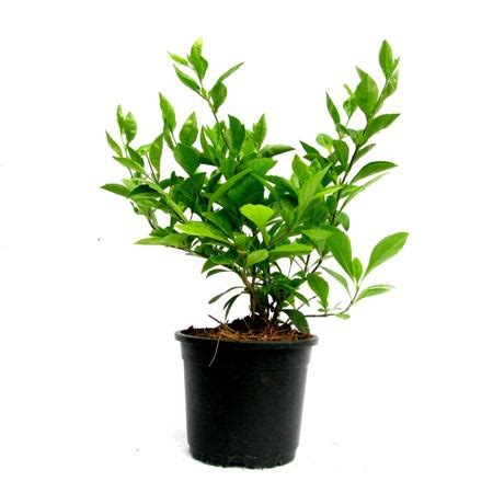 Buy Duranta Green Plant online at best price