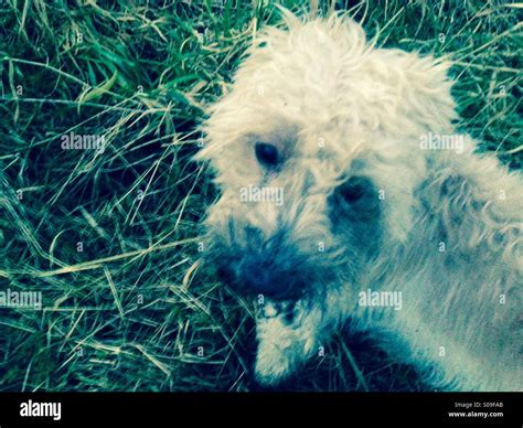 What Are The Moles On Dogs Faces