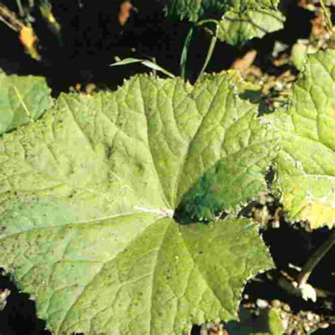 Huflattich - Huflattich – Tussilago farfara L - Arzneipflanzen-Lexikon