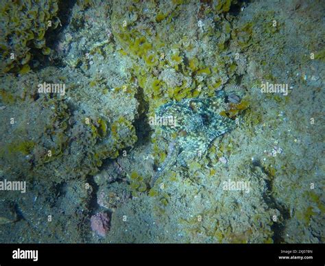 Image result for Octopus Colour