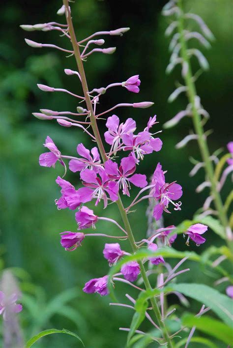 EPILOBIUM angustifolium, Epilobe, rose vif, sauvage - Le Jardin d'eau