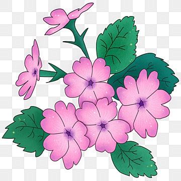 Primrose Clipart Images | Free Download | PNG Transparent Background ...