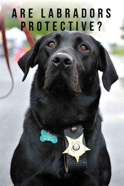 Protection of Lab Dog 的图像结果