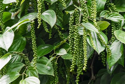 Black Pepper Plant Lifespan at Jaclyn Glenn blog