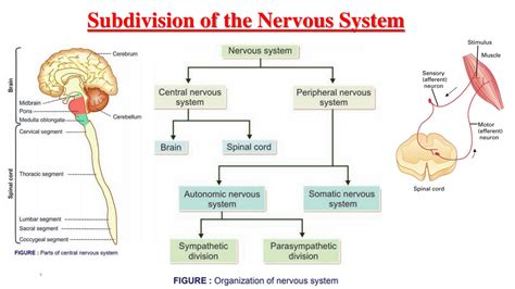 Image result for Nervous System Introduction