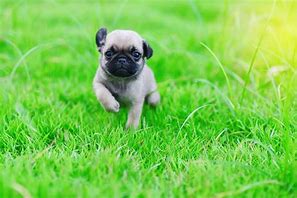 Image result for Cutest Little Puppies Ever