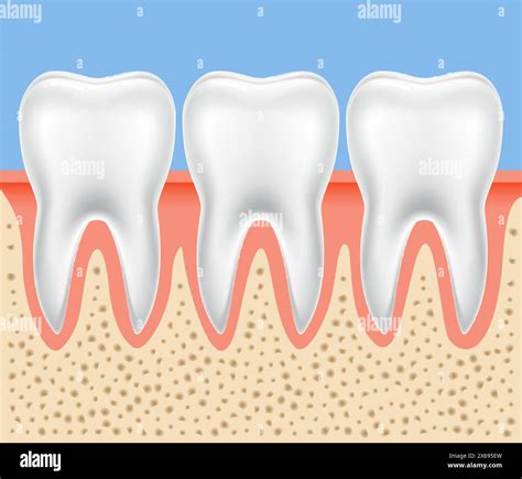 Tooth vector dental anatomy. Human tooth bone healthy illustration ...