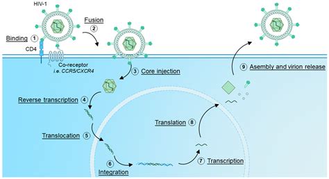 Closing the Door with CRISPR: Genome Editing of CCR5 and CXCR4 as a ...