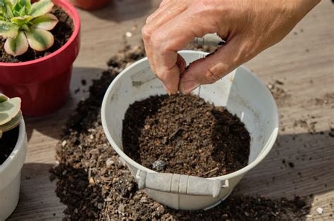 Best Ways To Reuse And Revitalize Old Potting Soil
