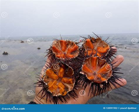 Sea urchin stock photo. Image of tastesea, acnlsea, factssea - 128991902
