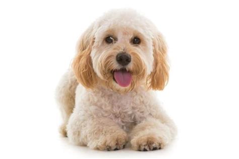 325+ Cockapoo Names – Top Ideas for This Cute Canine