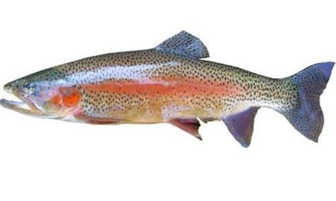 Trout Fish in Tamil-சுத்தமான தண்ணீரில் வளரும் ட்ரௌட் மீன் சாப்பிடுங்க..!