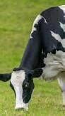 the cow paragraph 5class - Brainly.in