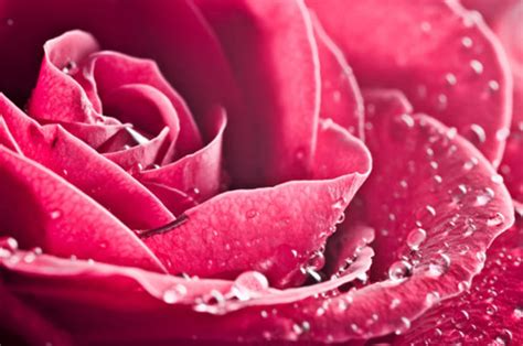 甜蜜玫瑰花爱情物语图片_有些情话想对你说_爱情163小说网