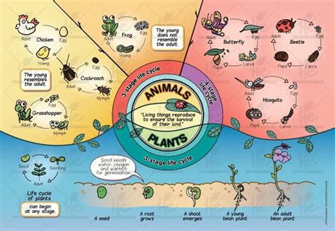 Life Process 的图像结果