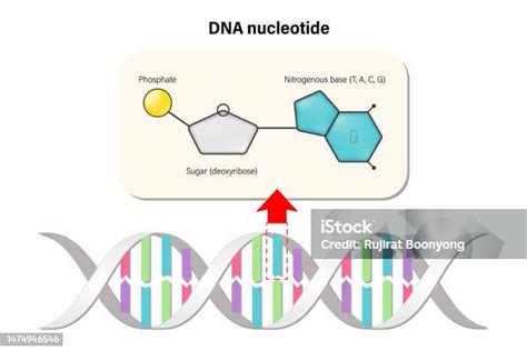 DNA Basic Unit 的图像结果