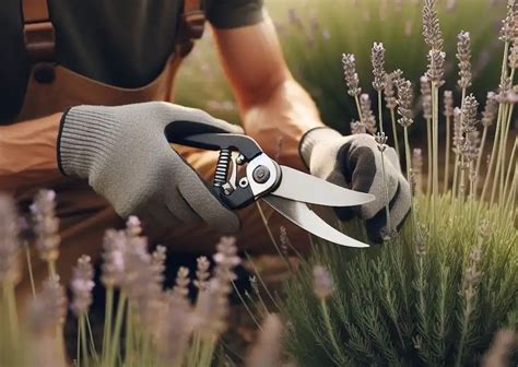 Lavender Pruning Tips 的图像结果