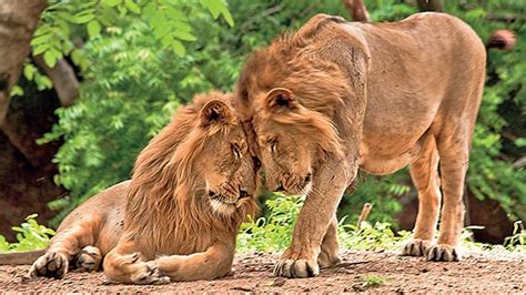 Petition · RELOCATE & SAVE THE ASIATIC LION FROM EXTINCTION - India ...