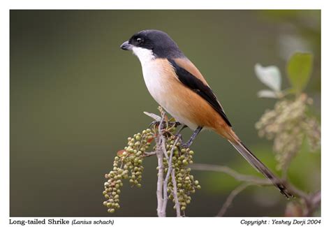 Birds of Bhutan - Long-tailed Shrike - Lanius schach - Laniidae ...
